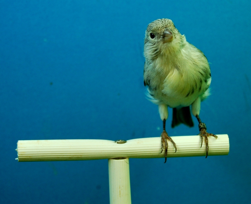 Burung sayap hijau paruh