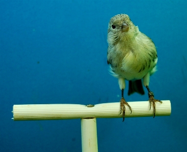 Bird wing green beak Photo