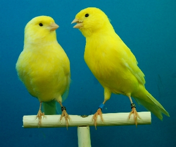 Photo Oiseau aile le bec jaune