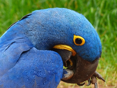 Bird play wildlife zoo Photo