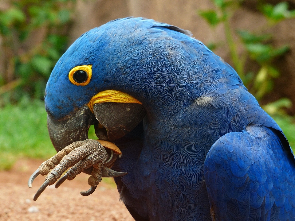 Pájaro jugar fauna silvestre zoo