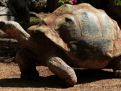 Sand animal stone wildlife Photo