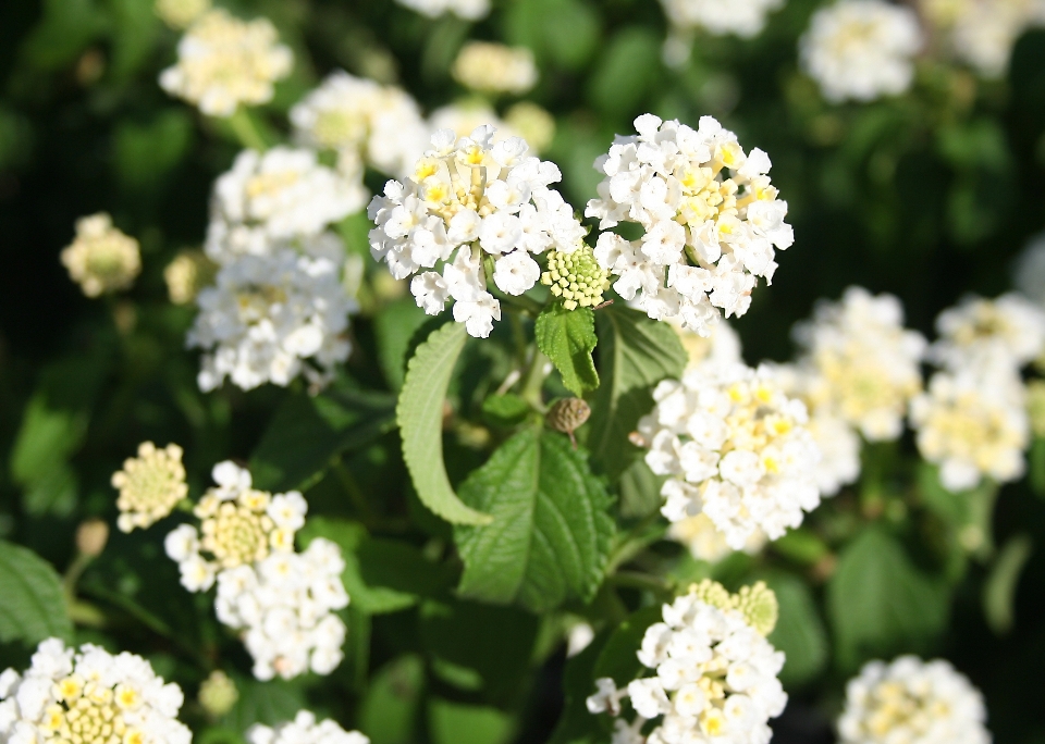 Blossom plant white flower