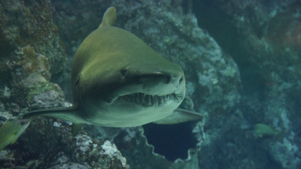 Mer sous-marin la biologie prédateur