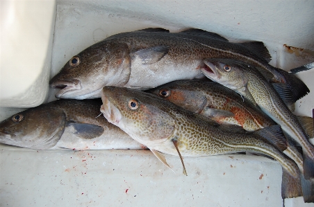 釣り 止まり木
 魚 摂食 写真