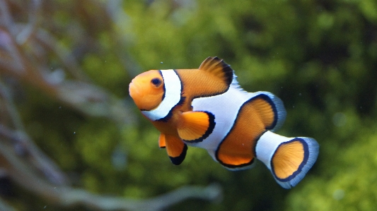 Foto Mare bianco fiore animali selvatici