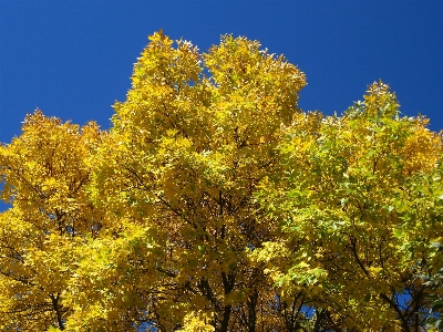 Foto árbol naturaleza rama planta