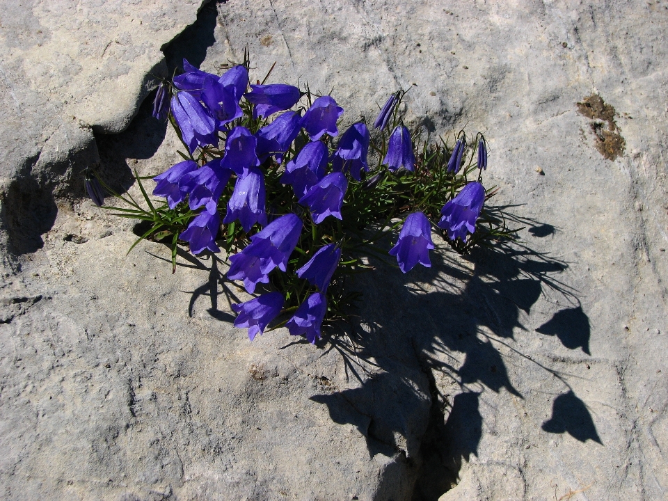 Planta hoja flor púrpura