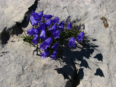 Plant leaf flower purple Photo