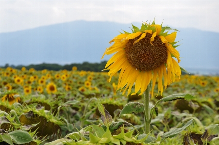 Blossom plant field stem Photo