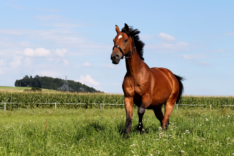 Meadow prairie pasture grazing