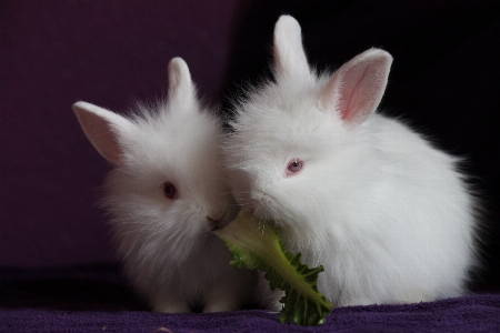 Foto Blanco lindo mascota pequeño