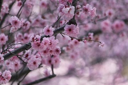 Tree nature branch blossom Photo