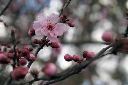 Tree nature branch blossom Photo