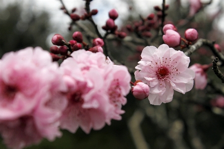 Tree nature branch blossom Photo