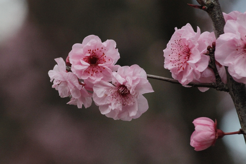 Tree nature branch blossom