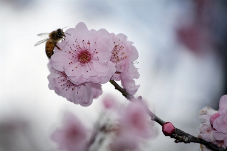 Tree nature branch blossom Photo