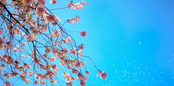 Tree branch blossom plant Photo