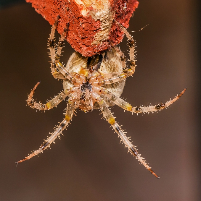 Doğa fotoğrafçılık hayvan fauna