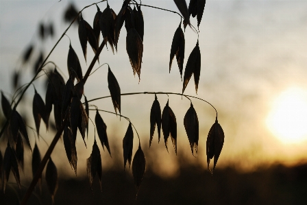 Grass silhouette sunset sunlight Photo