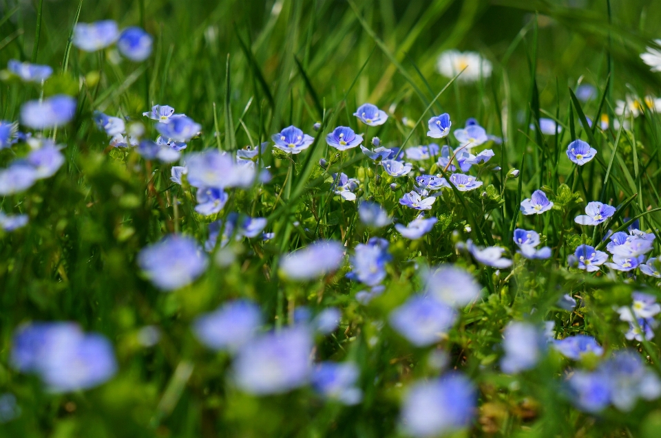 Nature grass blossom plant