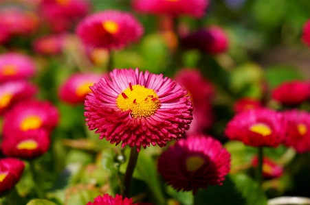 Nature blossom plant field Photo