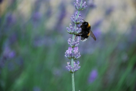 Nature plant meadow flower Photo