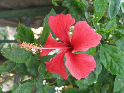 Plant flower petal floral Photo