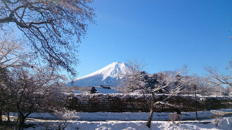 風景 木 山 雪