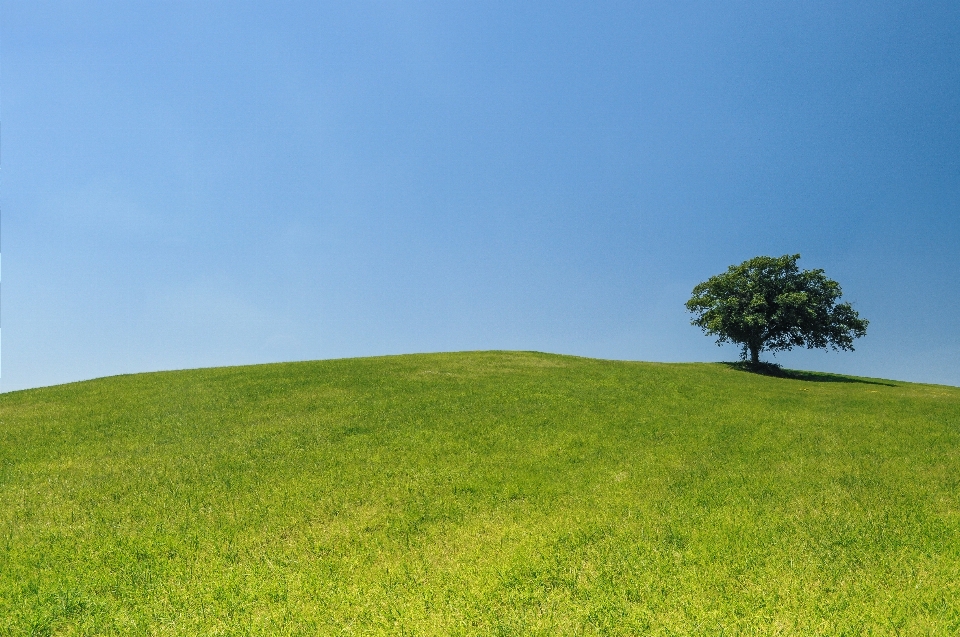 Paisaje árbol naturaleza césped