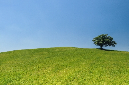 Landscape tree nature grass Photo