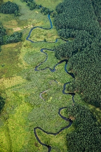 風景 木 自然 森 写真