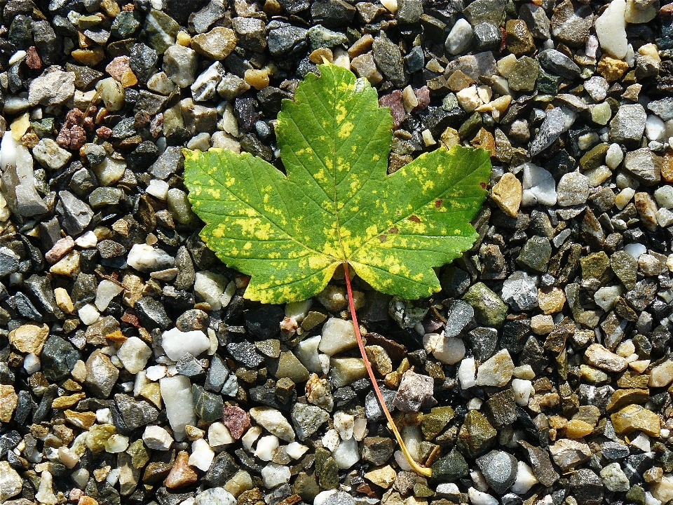 木 自然 rock 植物