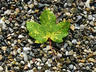 Tree nature rock plant Photo