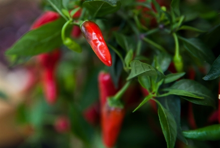 Sharp plant flower food Photo