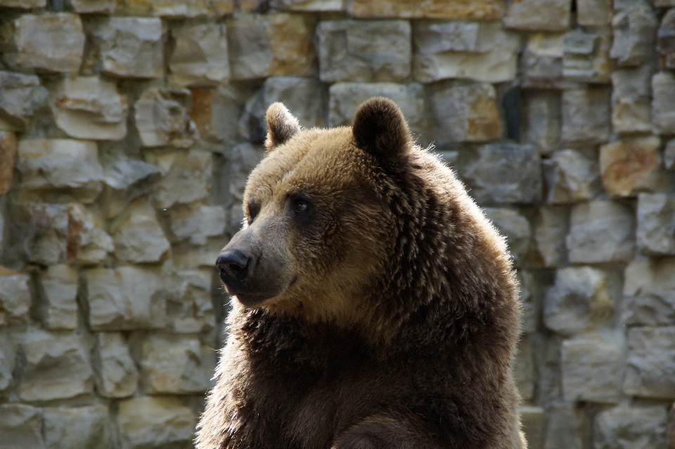 Tier tragen tierwelt grizzly