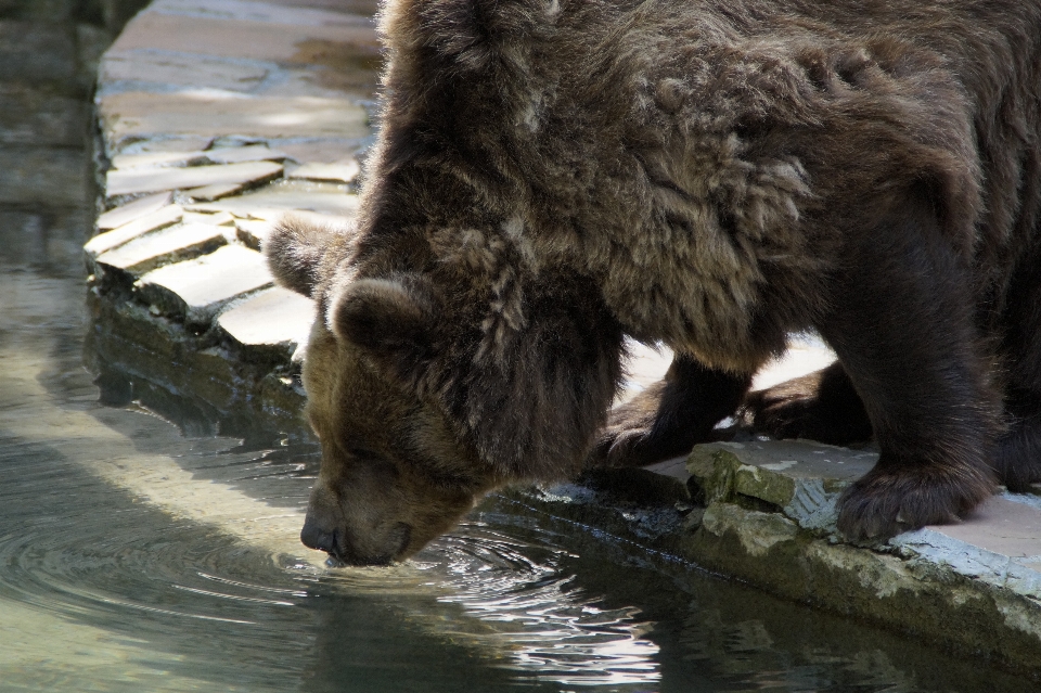 água animal urso animais selvagens