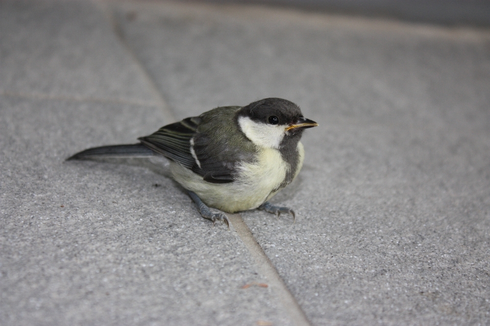 Bird beak sitting fauna