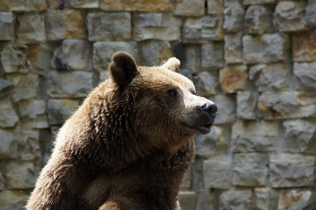 Animal bear wildlife grizzly Photo