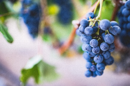 Branch blur plant grape Photo