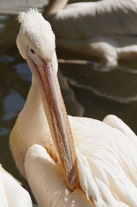 Bird wing white pelican Photo