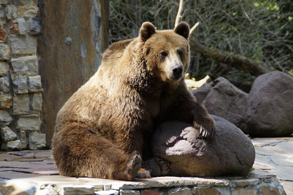 Animal oso fauna silvestre pardo