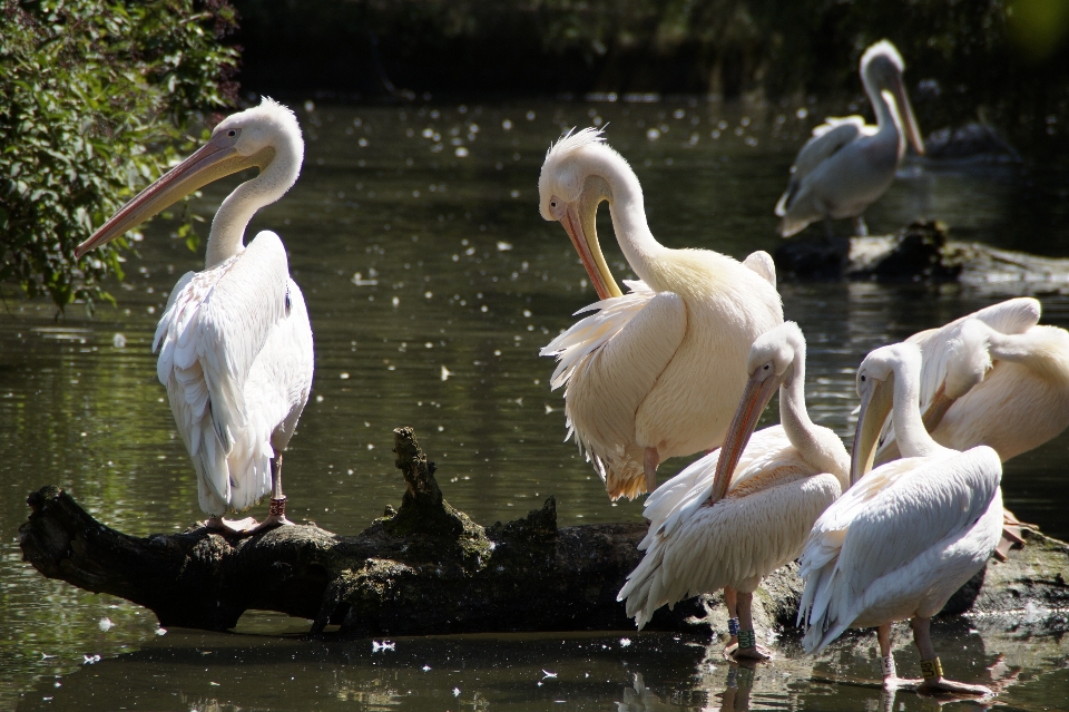 Water branch bird white