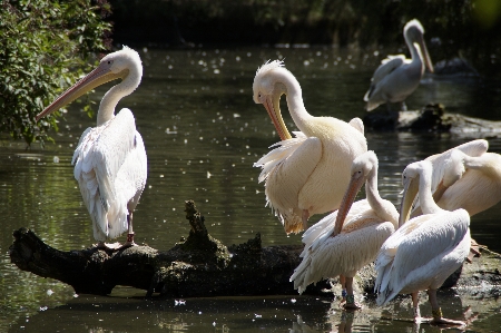 Water branch bird white Photo