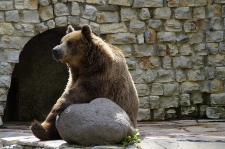 Animal bear wildlife grizzly Photo