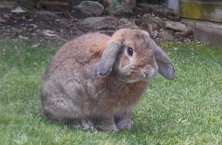 Foto Animal bonitinho bicho de estimação mamífero