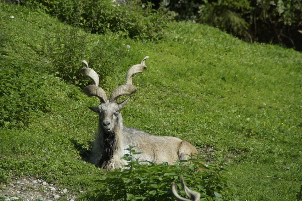 Meadow animal wildlife deer