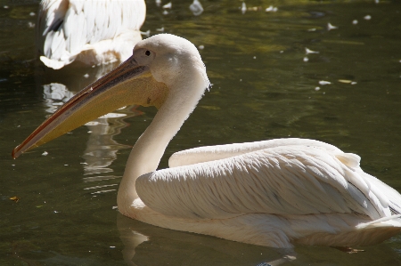 Foto Acqua uccello ala bianco