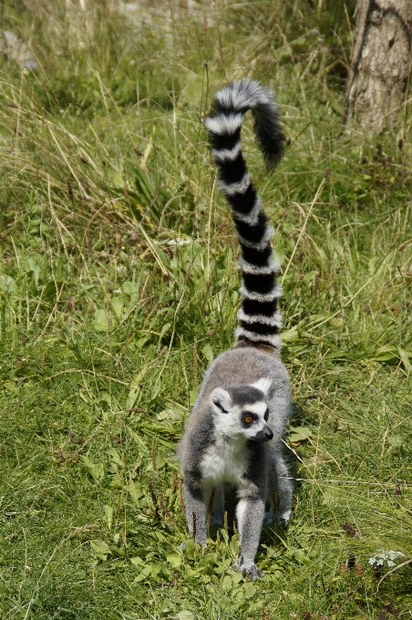 Black and white meadow animal wildlife