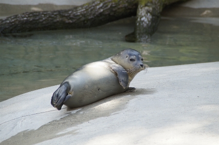 Rock view animal wildlife Photo